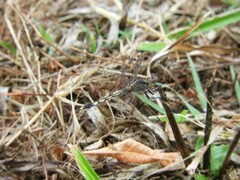 Erythrodiplax nigricans