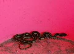 Thamnophis eques