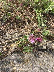 Thymus serpyllum serpyllum