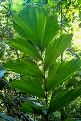 Iriartea deltoidea