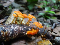 Marasmiineae