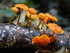 Marasmiineae