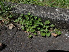 Hydrocotyle bowlesioides