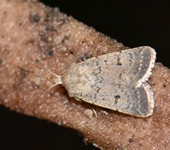 Caradrina aspersa