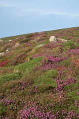 Ericeae