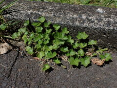 Hydrocotyle bowlesioides