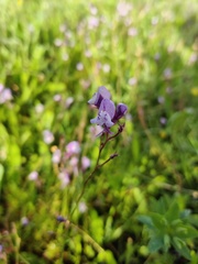 Linaria algarviana