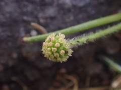 Hydrocotyle bowlesioides