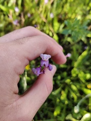 Linaria algarviana