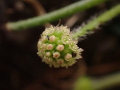 Hydrocotyle bowlesioides