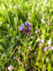 Linaria algarviana