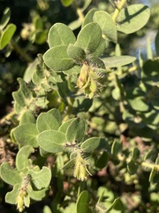 Arctostaphylos purissima