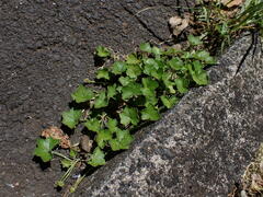 Hydrocotyle bowlesioides