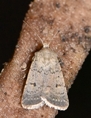 Caradrina aspersa