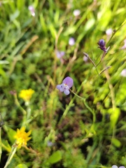 Linaria algarviana
