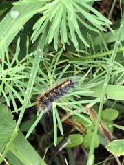 Acronicta auricoma