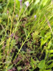 Linaria algarviana