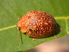 Paropsis variolosa