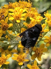 Copestylum violaceum
