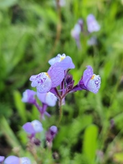Linaria algarviana