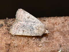 Caradrina aspersa