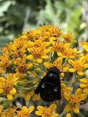 Copestylum violaceum