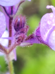 Linaria algarviana