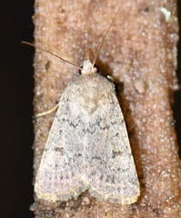 Caradrina aspersa