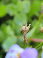Linaria algarviana