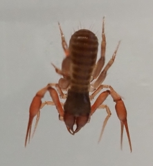 Chthoniidae