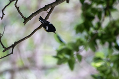 Petroica macrocephala macrocephala