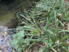 Carex pendula