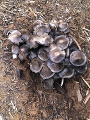 Coprinopsis romagnesiana