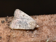 Caradrina aspersa