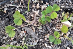 Medicago arabica
