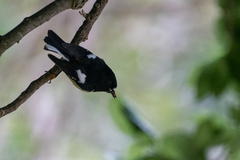 Petroica macrocephala macrocephala