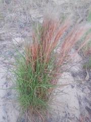 Schizachyrium microstachyum