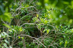 Anthornis melanura