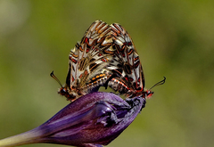 Zerynthia polyxena