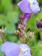 Linaria algarviana