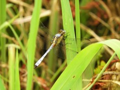 Erythrodiplax pallida