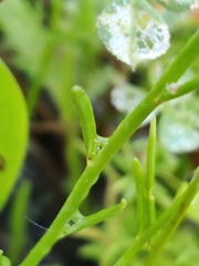 Linaria algarviana