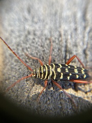 Placosternus crinicornis