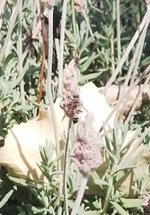 Polybia plebeja