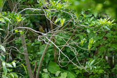 Anthornis melanura