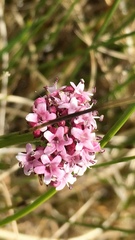 Valeriana dioica
