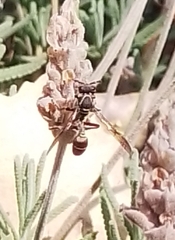 Polybia plebeja