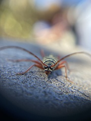 Placosternus crinicornis