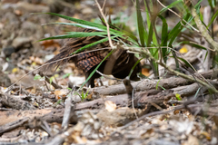 Gallirallus australis