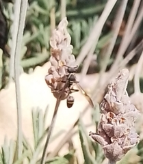 Polybia plebeja